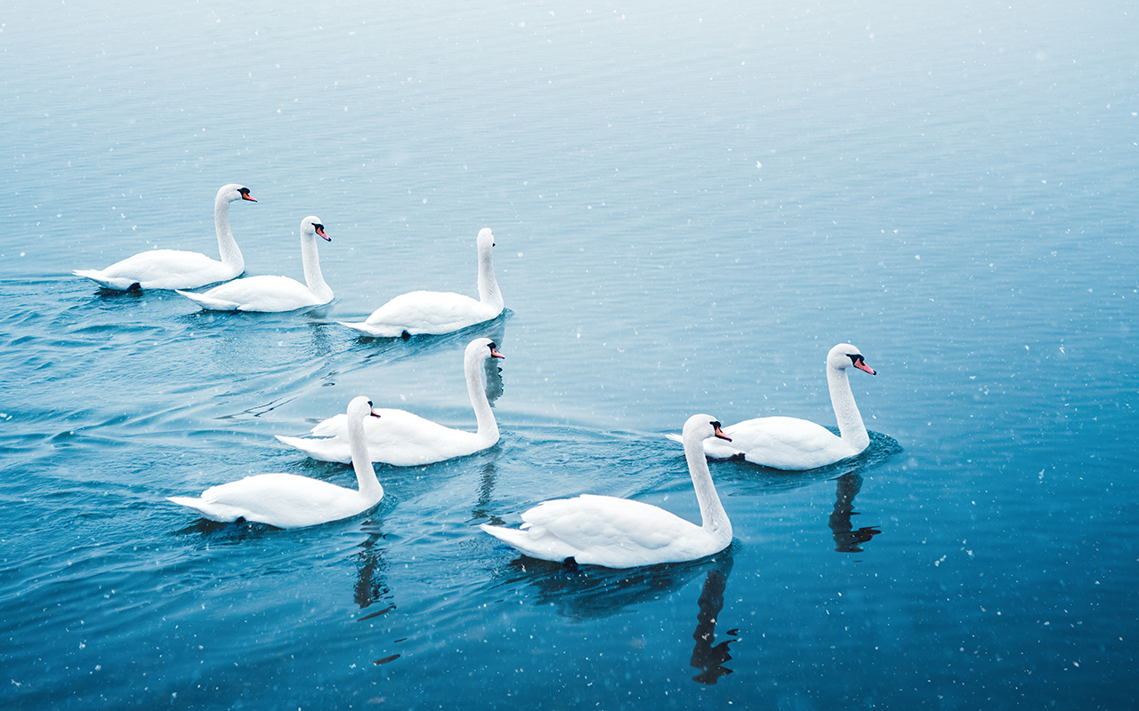 Seven Swans a-Swimming: Gifts of the Holy Spirit | The Banner
